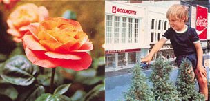 The Wonder of Woolworth rose was grafted by legendary grower Harry Wheatcroft, while Woolworth Bournemouth was modelled for a local miniature village.